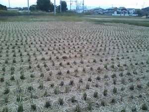 5824224_2014752638_104large