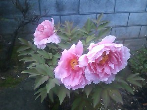 5824224_2067186181_249large