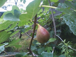 5824224_2086298384_63large