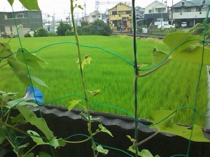 5824224_2096291117_178large