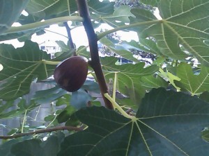 5824224_2101696220_219large