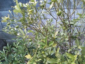 5824224_2120048186_150large