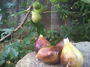 5824224_2162178043_2large