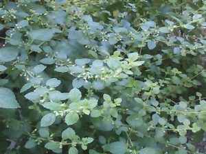 5824224_2162328963_126large