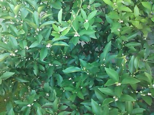 5824224_2166554326_164large