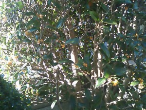 5824224_2180839293_207large