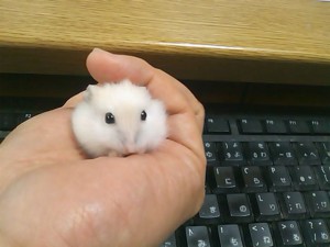 5824224_2182206801_12large