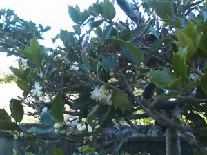 5824224_2183056868_245large