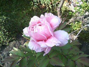 5824224_2209042124_254large