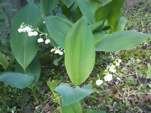 5824224_2210010671_182large