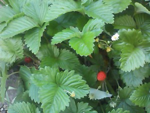 5824224_2212856517_227large