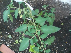 5824224_2217852197_1large