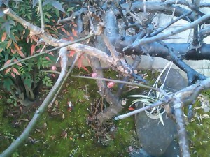 5824224_2244242608_104large