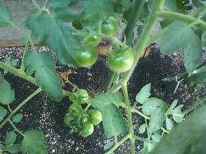 5824224_2260428343_94large