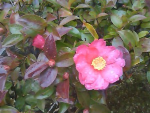 5824224_2274830285_108large