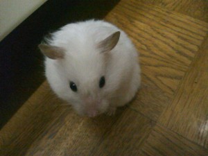 5824224_2288133516_4large