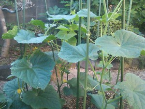 5824224_2291526293_8large