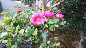 5824224_2299301263_9large